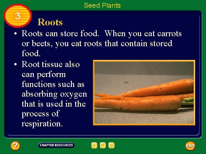 Seed Plants 3 Roots • Roots can store food. When you eat carrots or