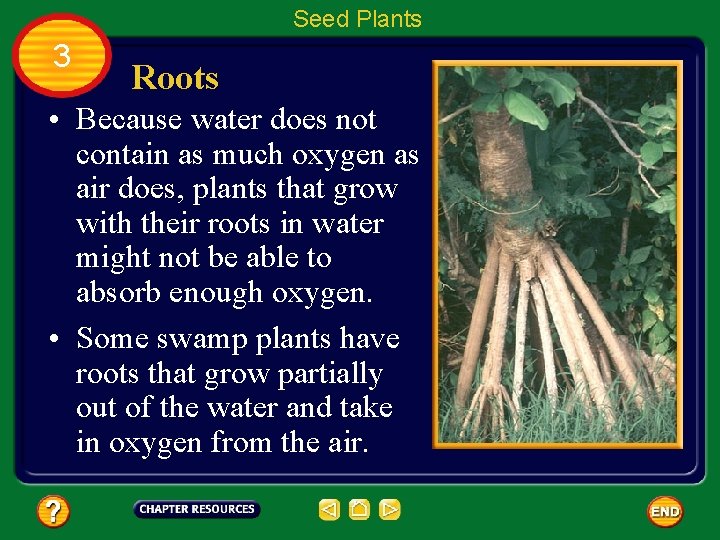 Seed Plants 3 Roots • Because water does not contain as much oxygen as
