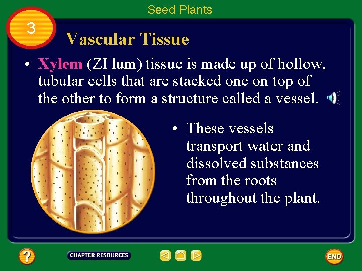 Seed Plants 3 Vascular Tissue • Xylem (ZI lum) tissue is made up of