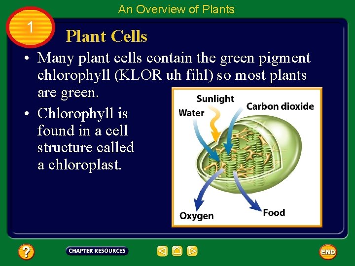 An Overview of Plants 1 Plant Cells • Many plant cells contain the green