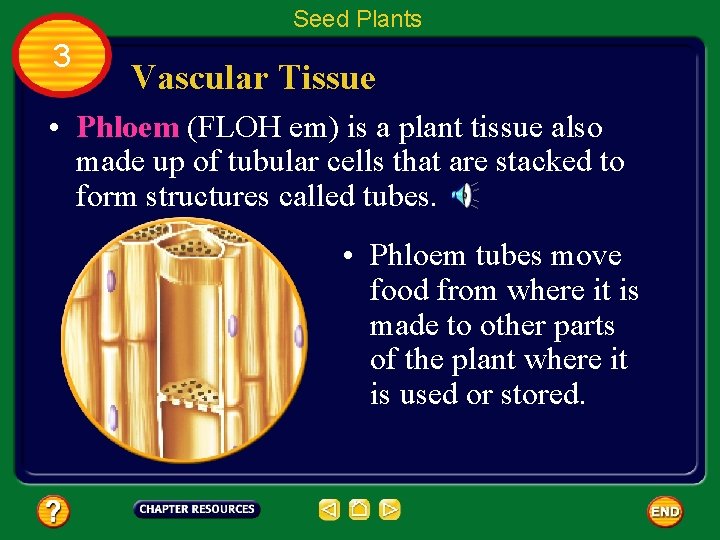 Seed Plants 3 Vascular Tissue • Phloem (FLOH em) is a plant tissue also