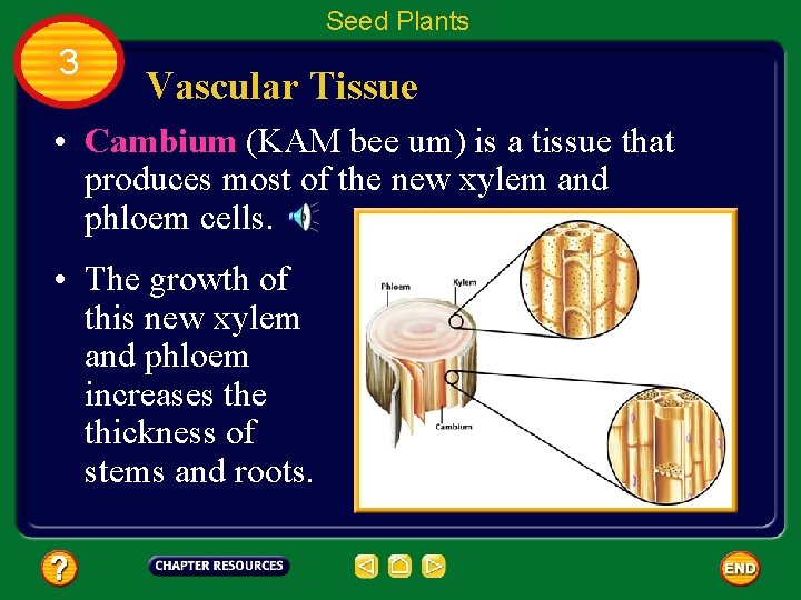 Seed Plants 3 Vascular Tissue • Cambium (KAM bee um) is a tissue that