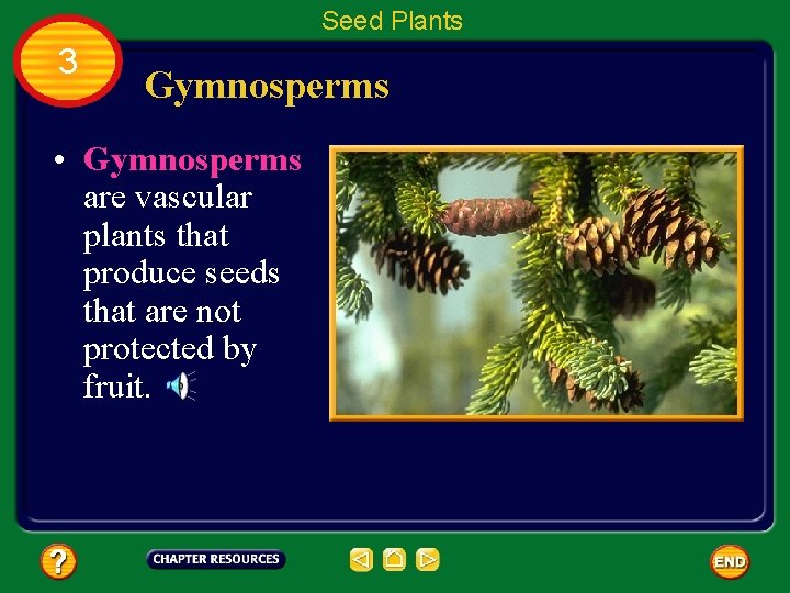 Seed Plants 3 Gymnosperms • Gymnosperms are vascular plants that produce seeds that are