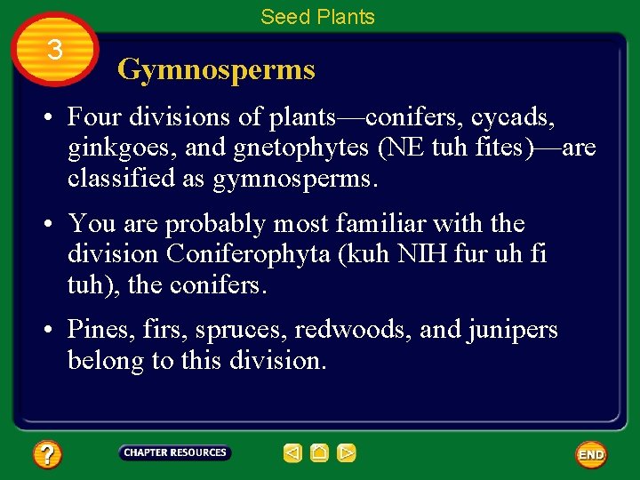 Seed Plants 3 Gymnosperms • Four divisions of plants—conifers, cycads, ginkgoes, and gnetophytes (NE