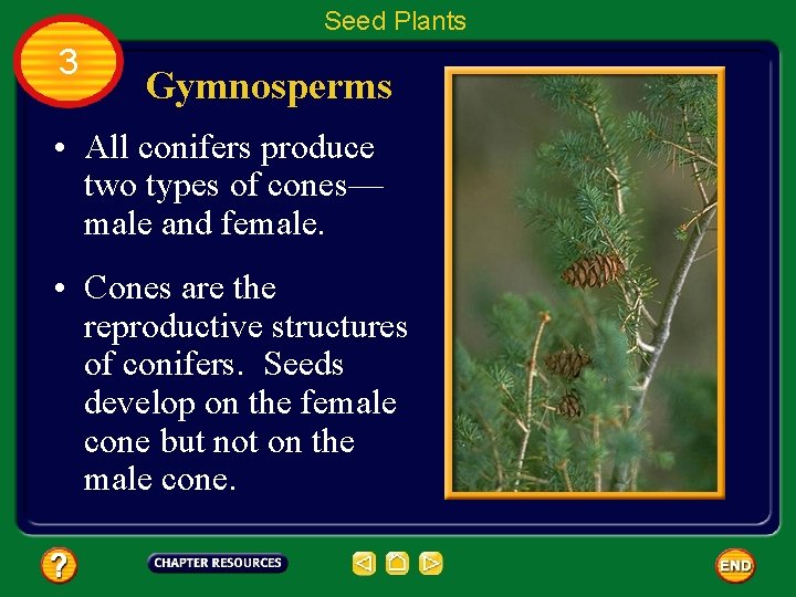 Seed Plants 3 Gymnosperms • All conifers produce two types of cones— male and