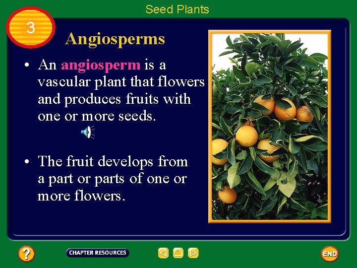 Seed Plants 3 Angiosperms • An angiosperm is a vascular plant that flowers and