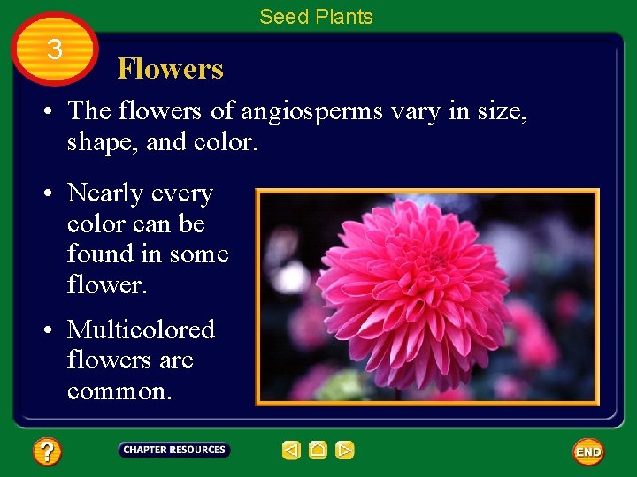 Seed Plants 3 Flowers • The flowers of angiosperms vary in size, shape, and