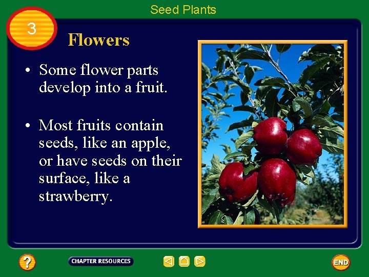 Seed Plants 3 Flowers • Some flower parts develop into a fruit. • Most