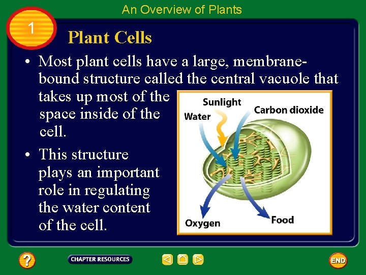 An Overview of Plants 1 Plant Cells • Most plant cells have a large,
