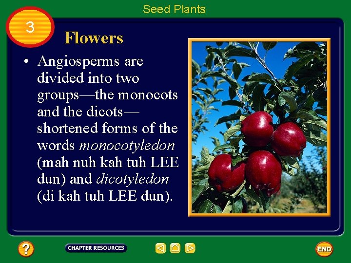 Seed Plants 3 Flowers • Angiosperms are divided into two groups—the monocots and the