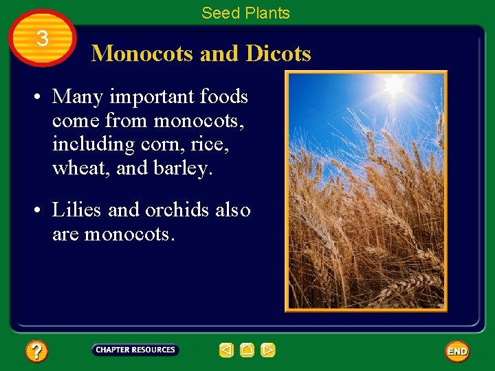 Seed Plants 3 Monocots and Dicots • Many important foods come from monocots, including