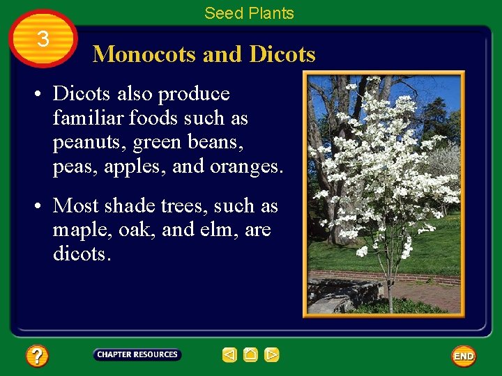 Seed Plants 3 Monocots and Dicots • Dicots also produce familiar foods such as