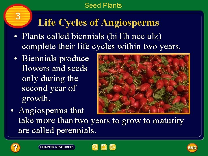 Seed Plants 3 Life Cycles of Angiosperms • Plants called biennials (bi Eh nee
