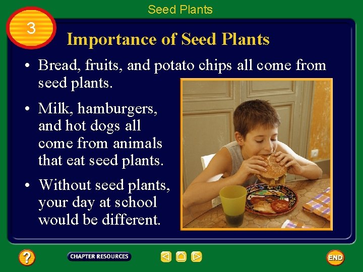 Seed Plants 3 Importance of Seed Plants • Bread, fruits, and potato chips all