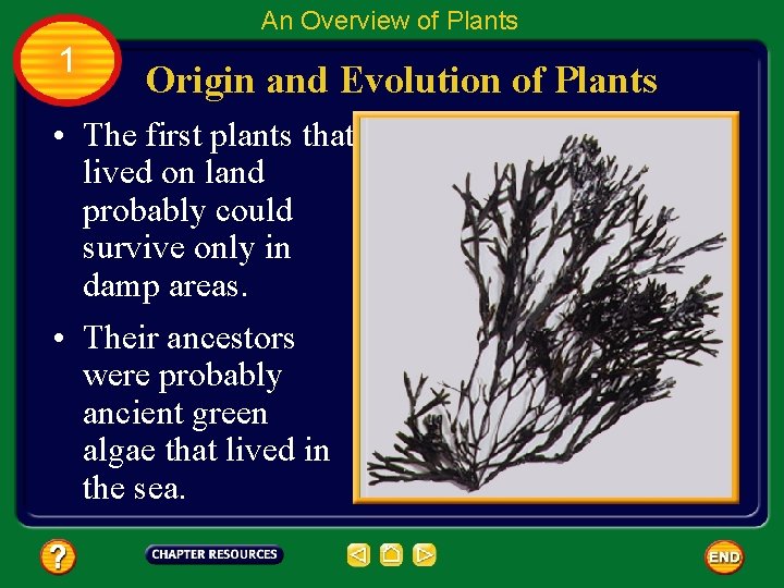 An Overview of Plants 1 Origin and Evolution of Plants • The first plants