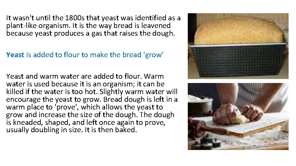 It wasn't until the 1800 s that yeast was identified as a plant-like organism.