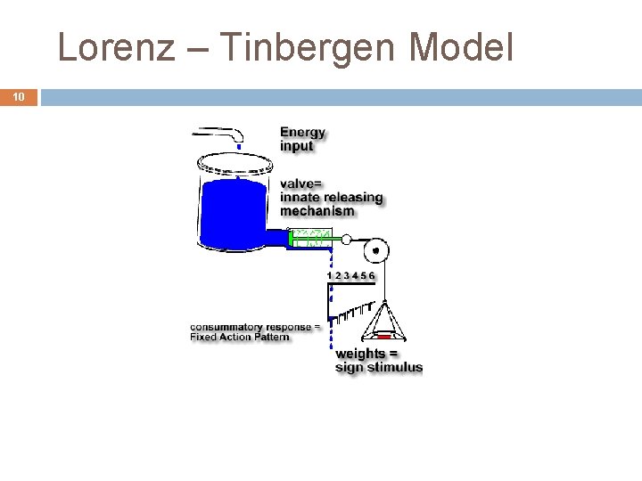 Lorenz – Tinbergen Model 10 