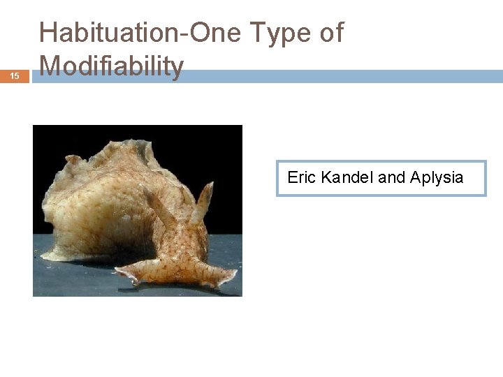 15 Habituation-One Type of Modifiability Eric Kandel and Aplysia 