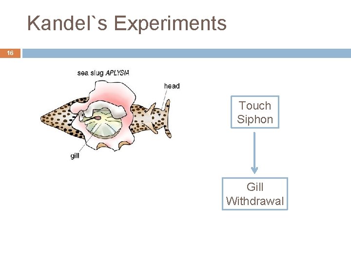 Kandel`s Experiments 16 Touch Siphon Gill Withdrawal 