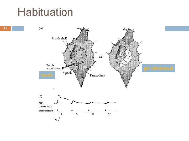 Habituation 17 gill withdrawal touch 