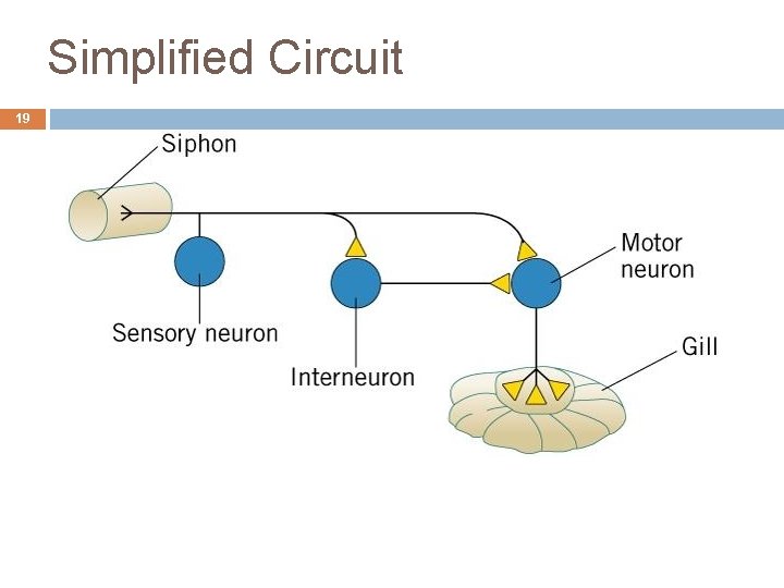 Simplified Circuit 19 