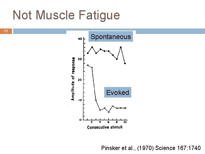 Not Muscle Fatigue 21 Spontaneous Evoked Pinsker et al. , (1970) Science 167: 1740