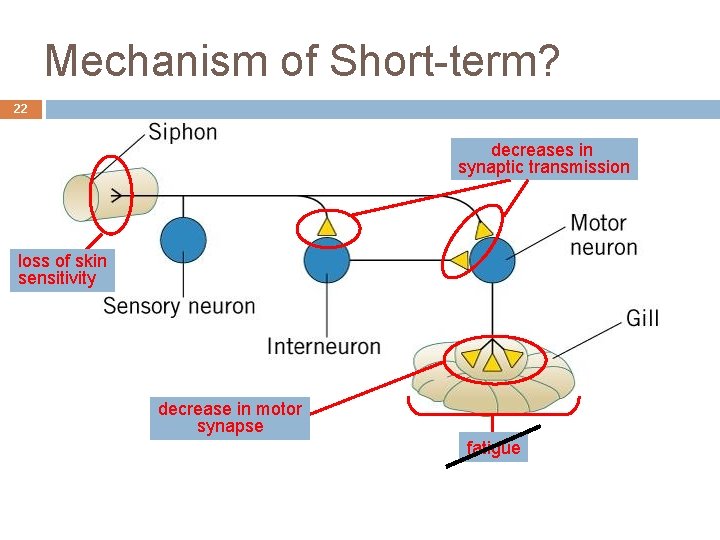 Mechanism of Short-term? 22 decreases in synaptic transmission loss of skin sensitivity decrease in