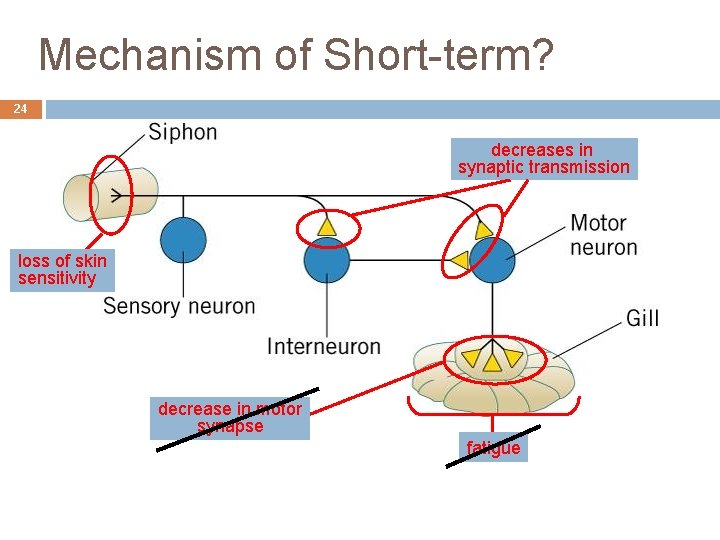 Mechanism of Short-term? 24 decreases in synaptic transmission loss of skin sensitivity decrease in