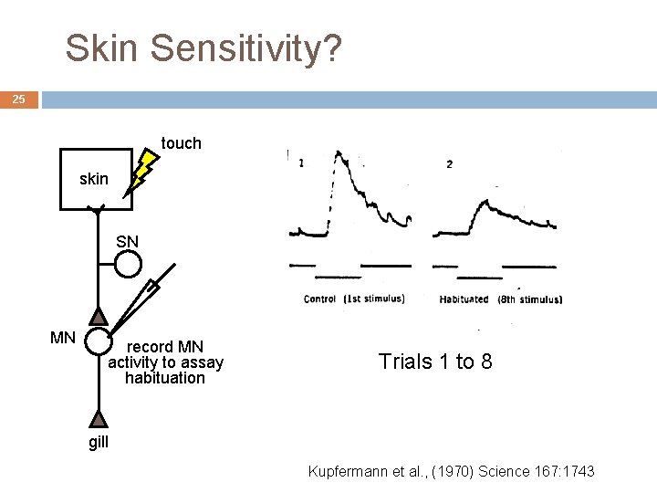 Skin Sensitivity? 25 touch skin SN MN record MN activity to assay habituation Trials