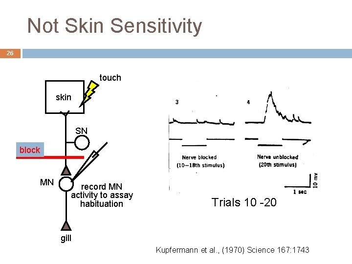 Not Skin Sensitivity 26 26 touch skin SN block MN record MN activity to