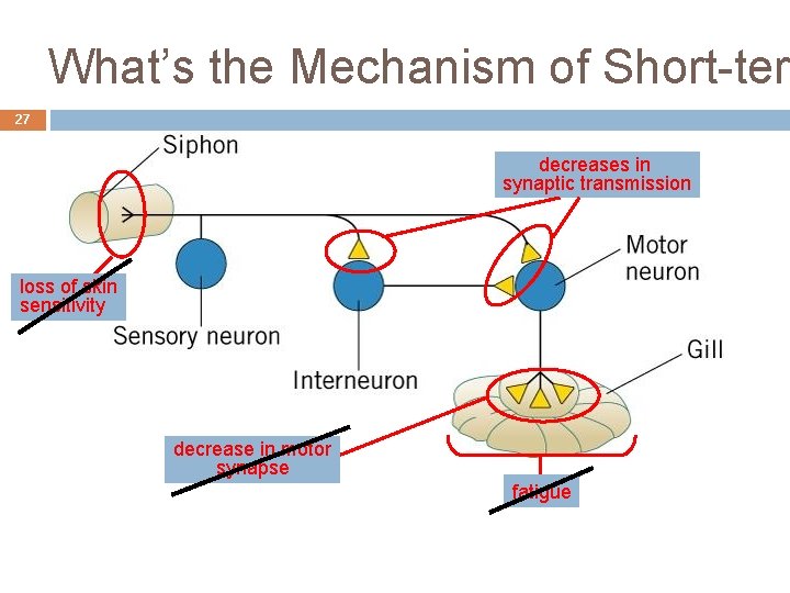 What’s the Mechanism of Short-ter 27 decreases in synaptic transmission loss of skin sensitivity