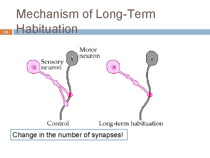 29 Mechanism of Long-Term Habituation Change in the number of synapses! 