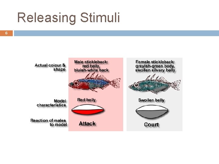 Releasing Stimuli 6 