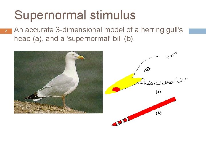 Supernormal stimulus 7 An accurate 3 -dimensional model of a herring gull's head (a),