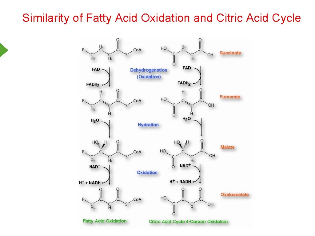 Similarity of Fatty Acid Oxidation and Citric Acid Cycle 