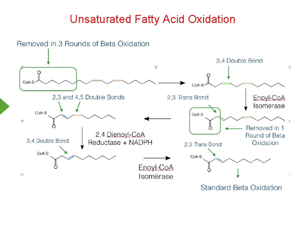 Unsaturated Fatty Acid Oxidation 
