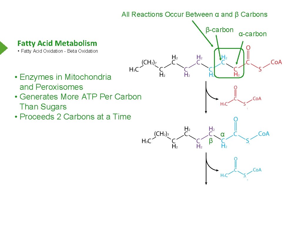 All Reactions Occur Between α and β Carbons β-carbon Fatty Acid Metabolism • Fatty