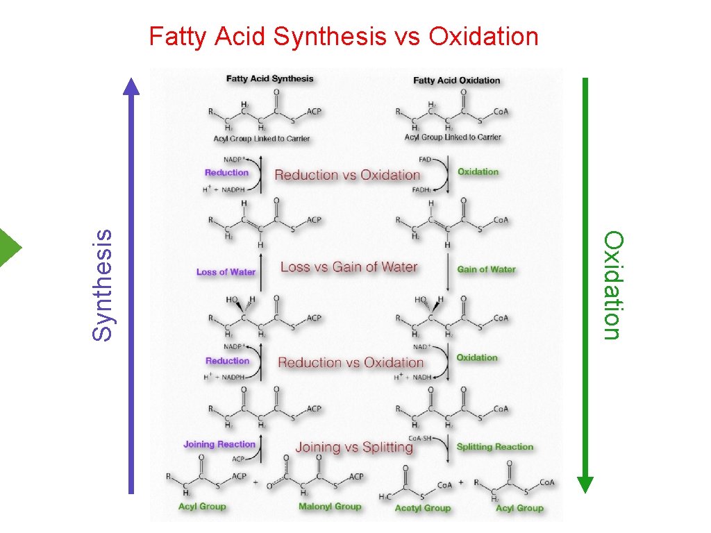 Oxidation Synthesis Fatty Acid Synthesis vs Oxidation 
