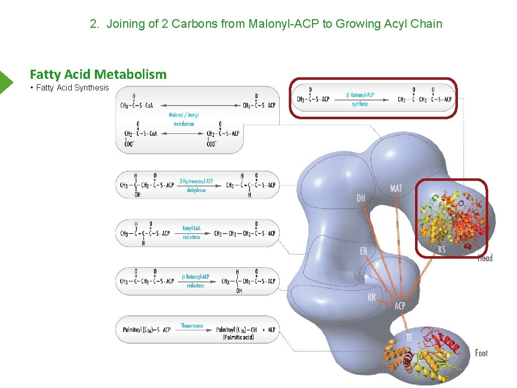 2. Joining of 2 Carbons from Malonyl-ACP to Growing Acyl Chain Fatty Acid Metabolism