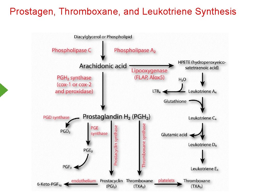 Prostagen, Thromboxane, and Leukotriene Synthesis 
