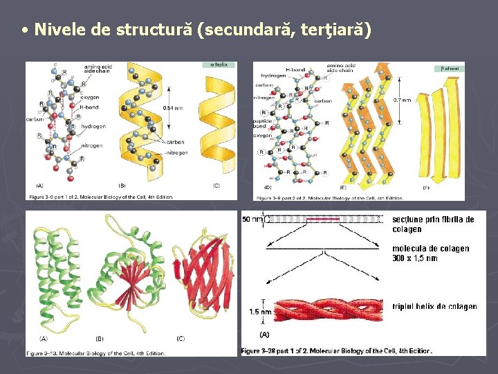  • Nivele de structură (secundară, terţiară) 