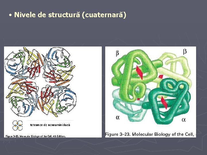  • Nivele de structură (cuaternară) 