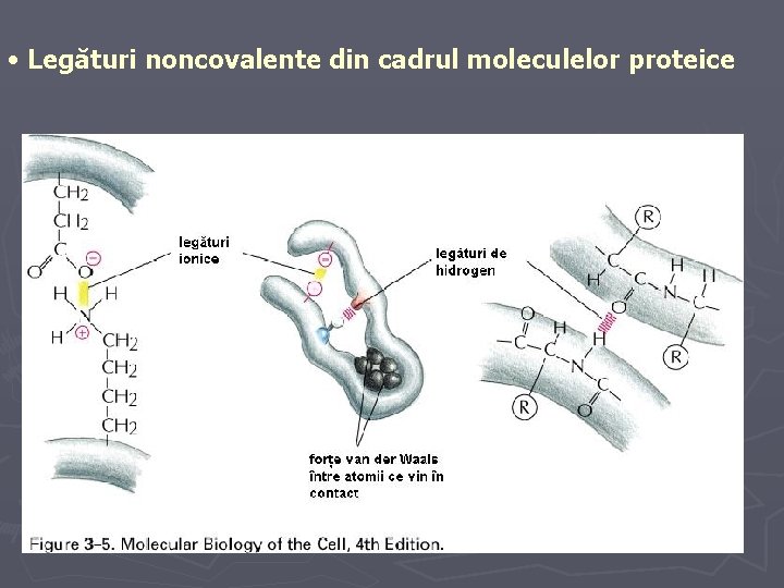  • Legături noncovalente din cadrul moleculelor proteice 