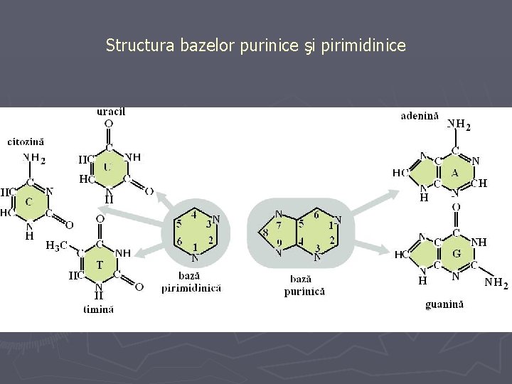 Structura bazelor purinice şi pirimidinice 