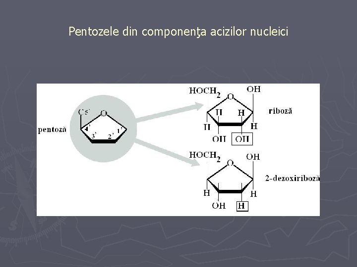 Pentozele din componenţa acizilor nucleici 