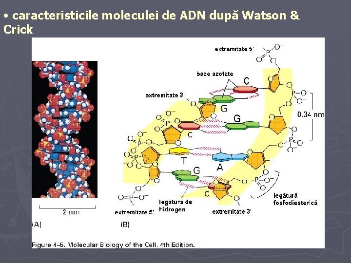  • caracteristicile moleculei de ADN după Watson & Crick 