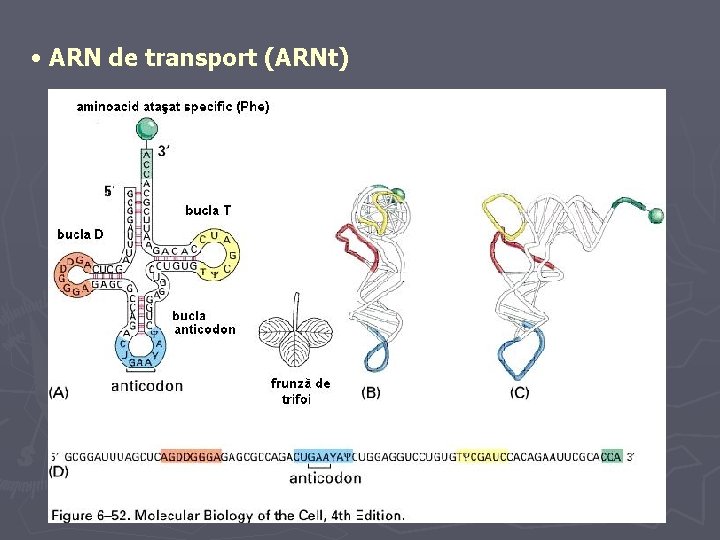  • ARN de transport (ARNt) 