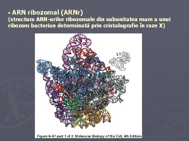  • ARN ribozomal (ARNr) (structura ARN-urilor ribozomale din subunitatea mare a unui ribozom