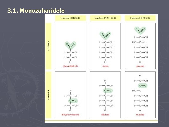 3. 1. Monozaharidele 