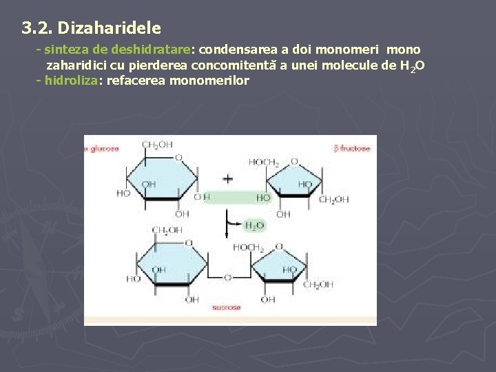 3. 2. Dizaharidele - sinteza de deshidratare: condensarea a doi monomeri mono zaharidici cu